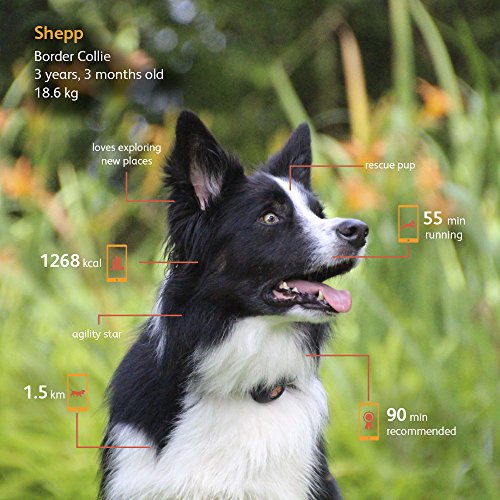Aktivitätsmonitor für Hunde